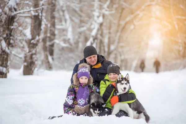 Vader met twee kinderen, dochter en zoon en twee Husky puppies voor een wandeling in het park in de winter. — Stockfoto