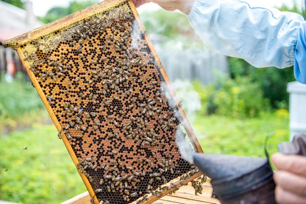 Arıcı kovan denetler