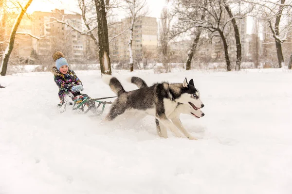 Schattig klein meisje met een knuffel met husky slede honden in Lapland Finland. Twee Huskies rijden een kind op een slee in de winter — Stockfoto
