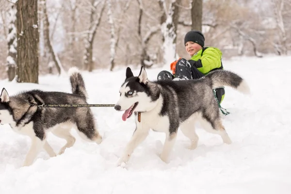 Honden van het Schor Ras rijden het kind op de slee in de winter — Stockfoto