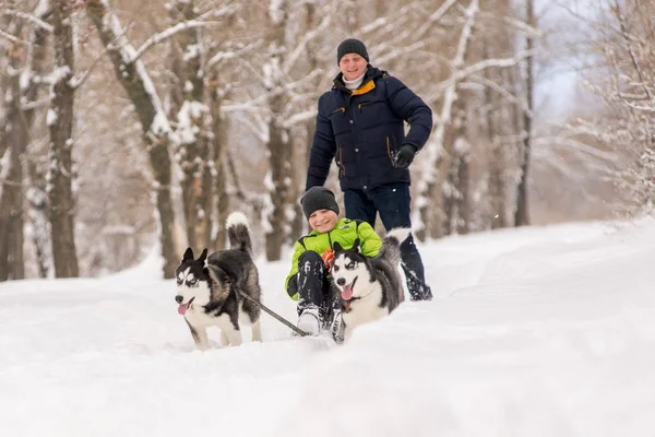 Honden van het Schor Ras rijden het kind op de slee in de winter — Stockfoto
