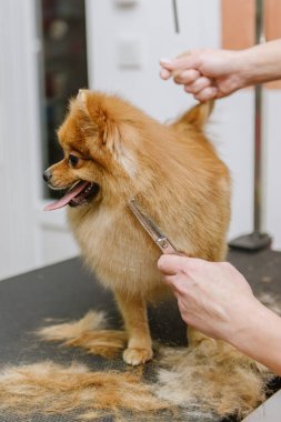 Köpekleri tımar eden Spitz Pomeranian kulübede