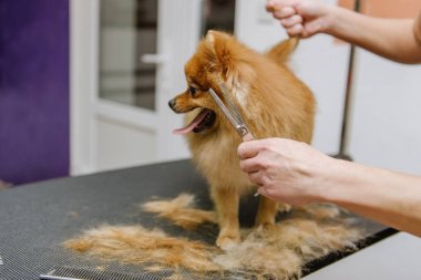 Köpekleri tımar eden Spitz Pomeranian kulübede