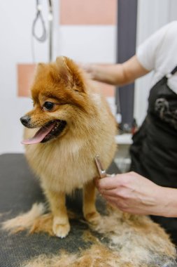 Köpekleri tımar eden Spitz Pomeranian kulübede