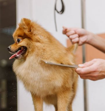 Köpekleri tımar eden Spitz Pomeranian kulübede