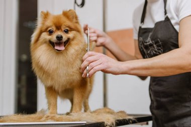 Köpekleri tımar eden Spitz Pomeranian kulübede