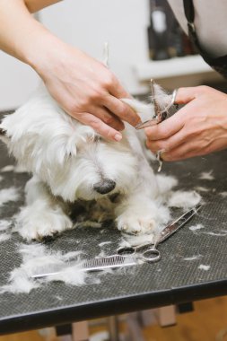 Batı dağlık beyaz korkunç köpek bakım