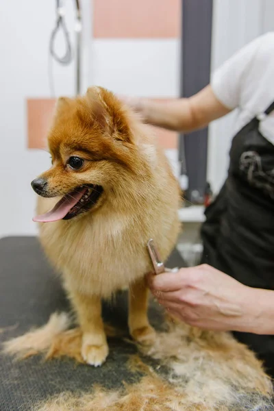 Grooming hundar Spitz Pommerska i kabinen — Stockfoto