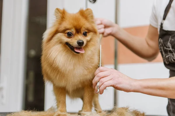 Köpekleri tımar eden Spitz Pomeranian kulübede