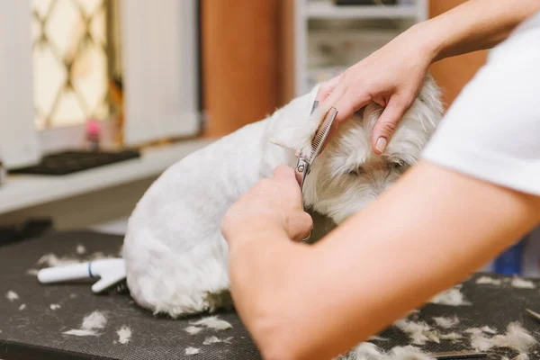 Chien de toilettage de West Highland White Terrier — Photo