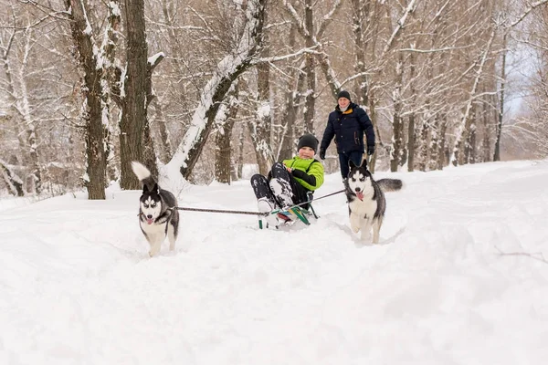 Honden van het Schor Ras rijden het kind op de slee in de winter — Stockfoto