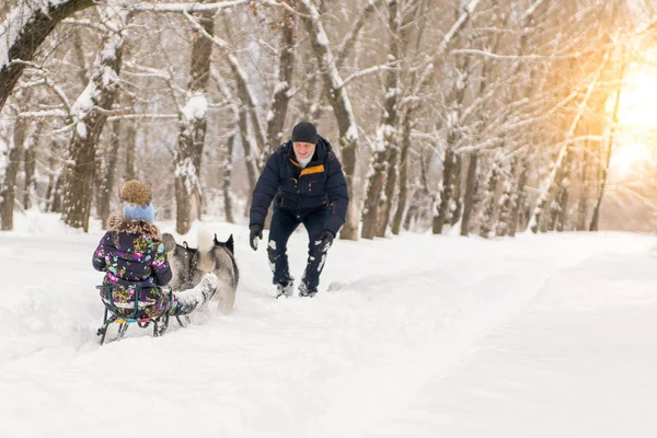 Schattig klein meisje met een knuffel met husky slede honden in Lapland Finland. Twee Huskies rijden een kind op een slee in de winter — Stockfoto