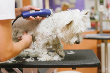 Batı dağlık beyaz korkunç köpek bakım