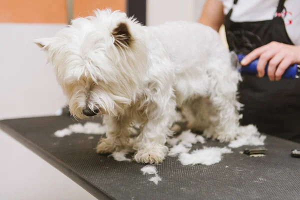 Cane da toelettatura del West Highland White Terrier — Foto Stock