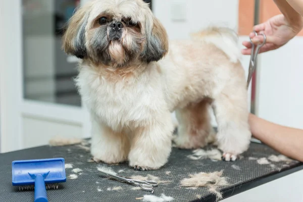 profesyonel bir salonda Shih Tzu doğurmak köpek damat. Kabin içinde evde beslenen hayvan damat.