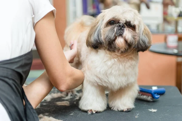Grooming hundar av rasen Shih Tzu i professionell salong — Stockfoto