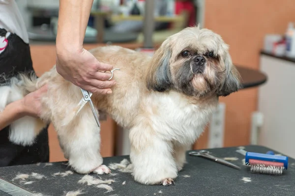 Стрижка собаки породи Ши-тцу у професійних салон — стокове фото