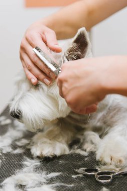 Batı dağlık beyaz korkunç köpek bakım