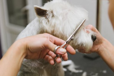 Batı dağlık beyaz korkunç köpek bakım