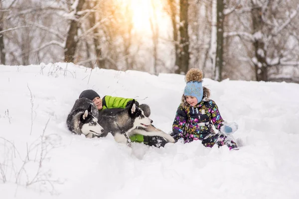 Niños Hermano Hermana Jugando Con Los Cachorros Husky Parque Invierno —  Fotos de Stock
