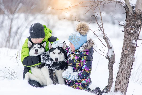 Kinderen broer en zus spelen met de husky pups in het park in de winter in de sneeuw. — Stockfoto