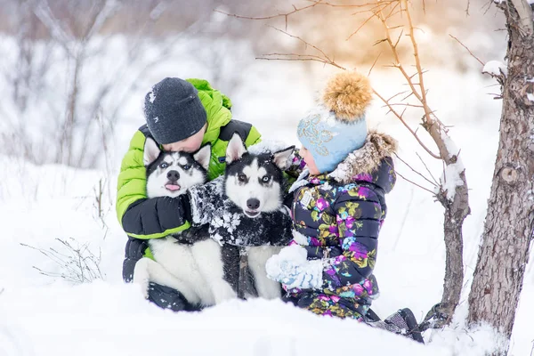Kinderen Broer Zus Spelen Met Husky Pups Het Park Winter — Stockfoto