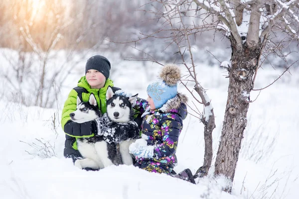 Děti bratr a sestra hraje s husky štěňata v parku v zimě na sněhu. — Stock fotografie