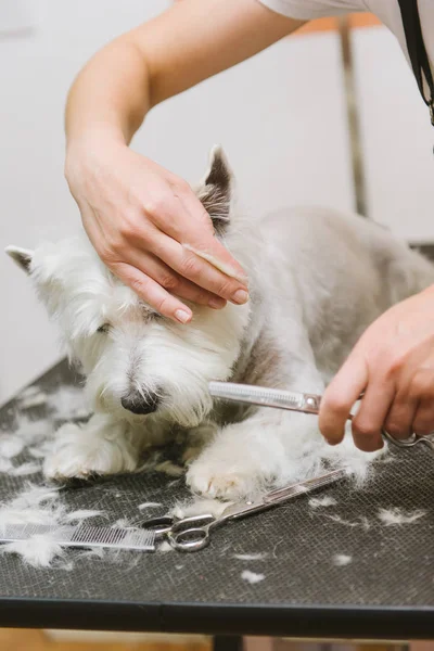 Aseo perro de West Highland White Terrier —  Fotos de Stock