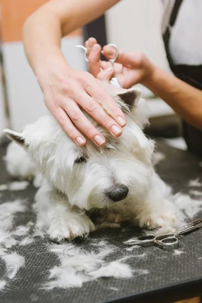 Chien de toilettage de West Highland White Terrier — Photo