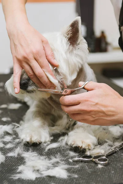 Chien de toilettage de West Highland White Terrier — Photo