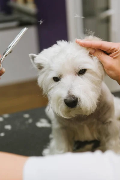 Het verzorgen van de hond van de West Highland White Terriër — Stockfoto
