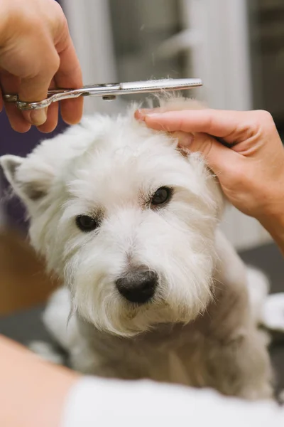 Strzyżenie psów West Highland White Terrier — Zdjęcie stockowe