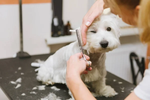 Grooming dog of West Highland White Terrier