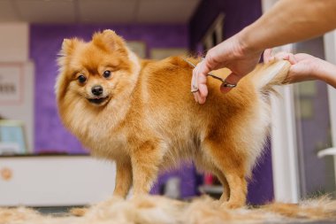 Köpekleri tımar eden Spitz Pomeranian kulübede