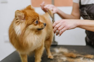 Köpekleri tımar eden Spitz Pomeranian kulübede