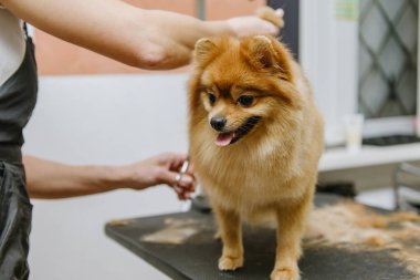 Köpekleri tımar eden Spitz Pomeranian kulübede