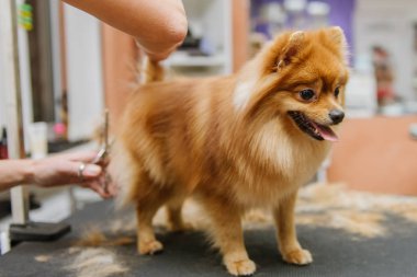 Köpekleri tımar eden Spitz Pomeranian kulübede