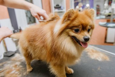 Köpekleri tımar eden Spitz Pomeranian kulübede