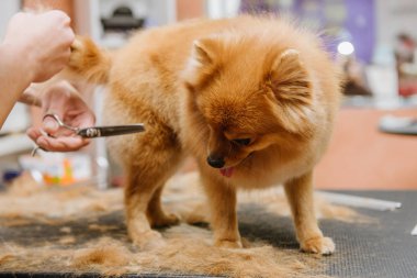 Köpekleri tımar eden Spitz Pomeranian kulübede