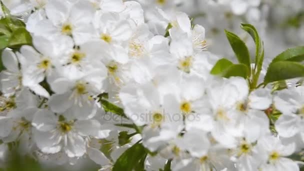Una Rama Flores Cerezo Jardín Primavera Flores Blancas Cerezo Florecido — Vídeos de Stock