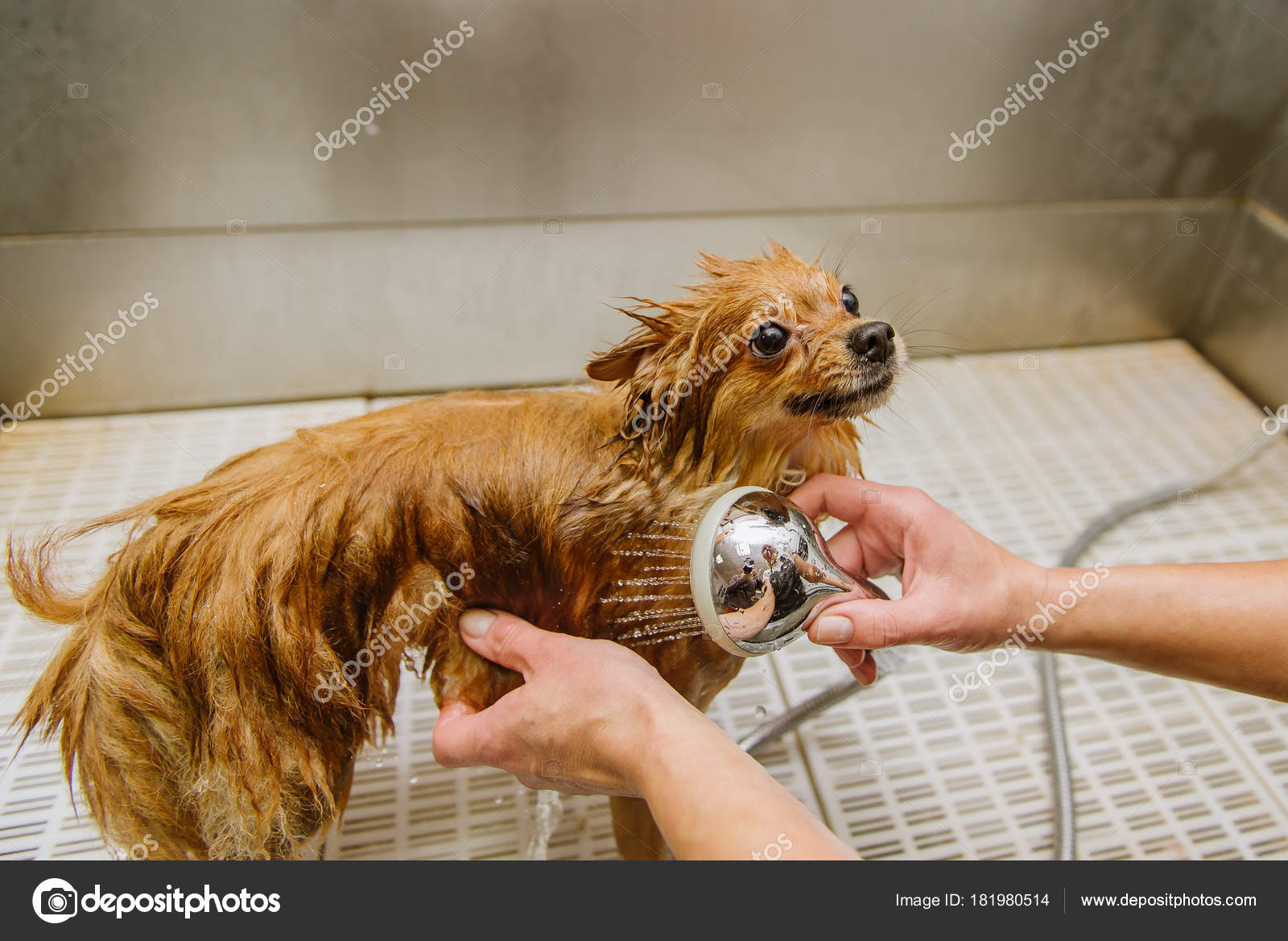 How Do You Wash A Pomeranian Puppy