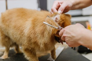 Köpekleri tımar eden Spitz Pomeranian kulübede