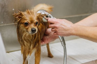 damat salonda Pomeranian Spitz yıkama.