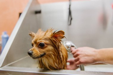 damat salonda Pomeranian Spitz yıkama.