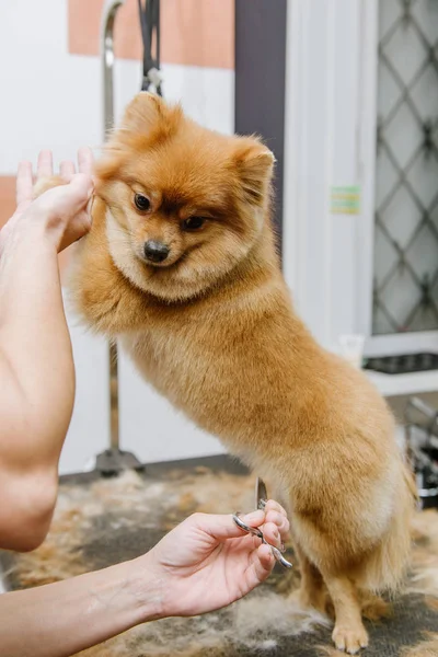 Grooming hunde Spitz Pomeranian i kabinen - Stock-foto