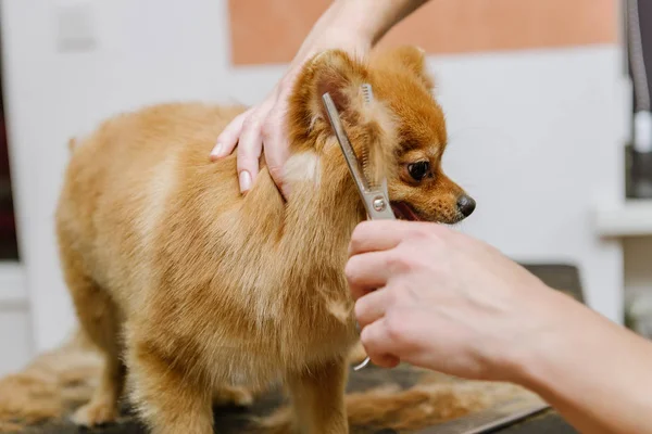 grooming dogs Spitz Pomeranian in the cabin