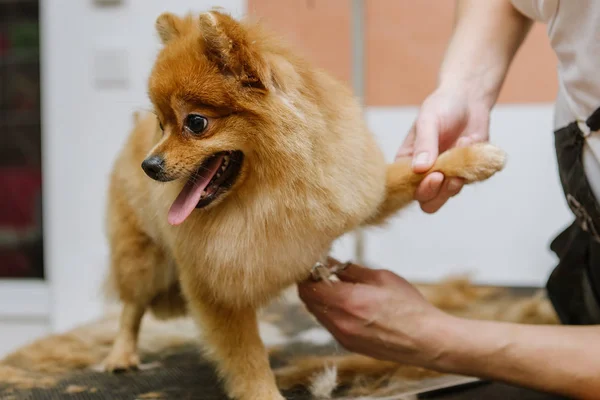 Grooming hundar Spitz Pommerska i kabinen — Stockfoto