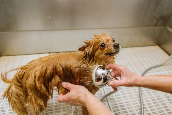 damat salonda Pomeranian Spitz yıkama.