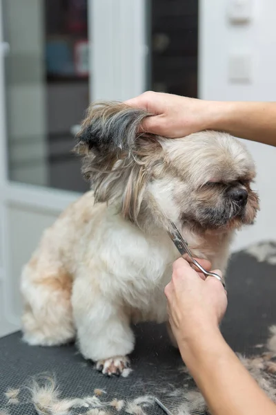 Grooming psów rasy Shih Tzu w profesjonalny salon — Zdjęcie stockowe