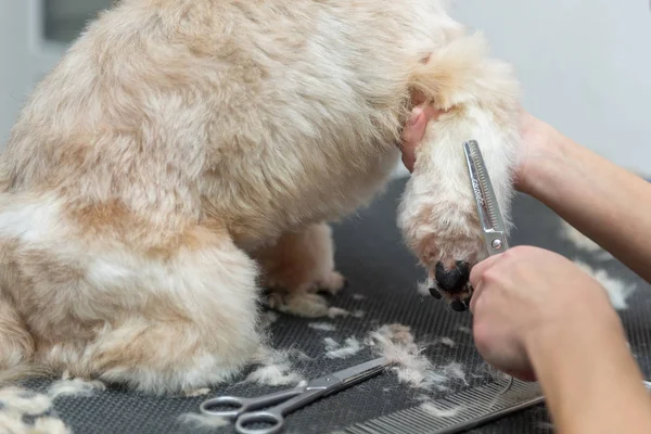Груминг собак Ши-Цзы размножаются в профессиональном салоне — стоковое фото